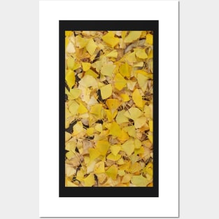 Ginkgo Leaves II Posters and Art